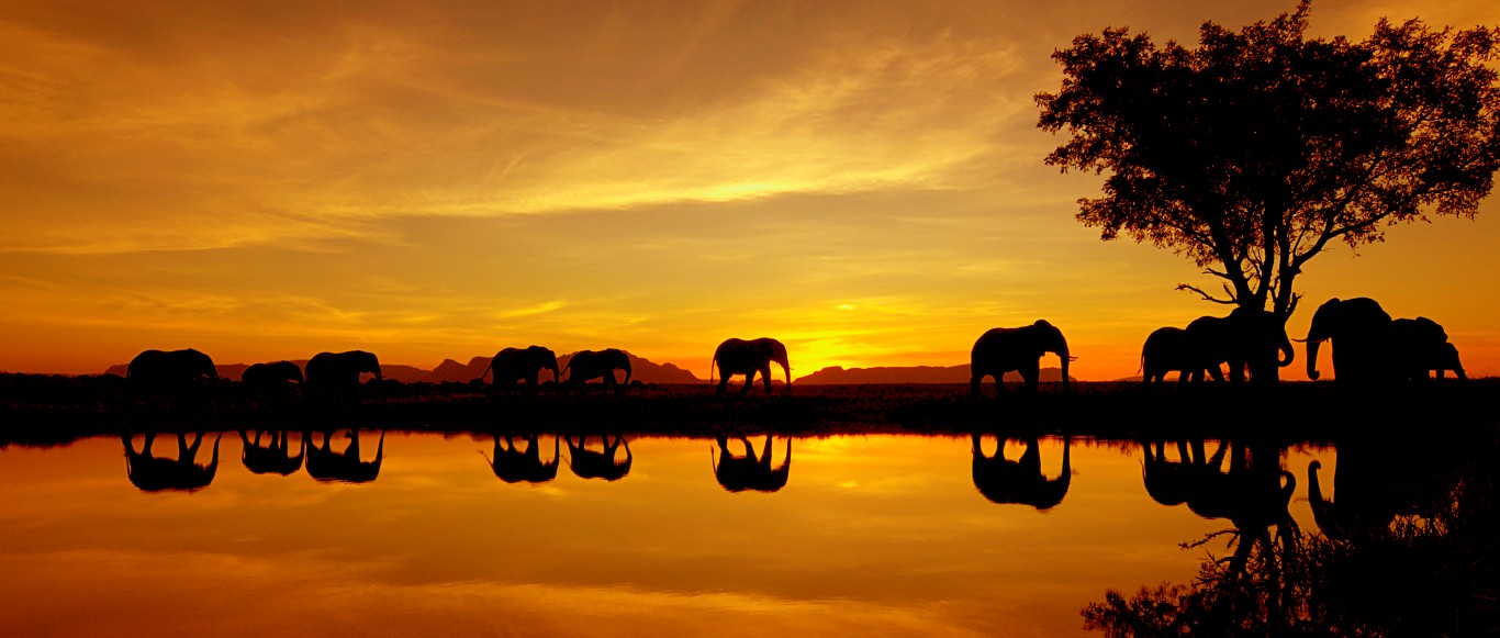 elephantbackground